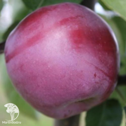 Сверхвыгодный комплект! Яблоня Мельба + опылитель яблоня Спартан