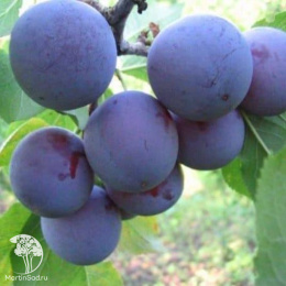 Слива Яичная Синяя