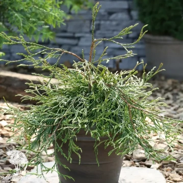 Фото Туя складчатая Кагер'с Бьюти