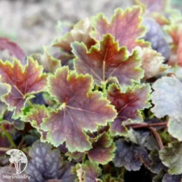 Сверхвыгодный микс! Гейхера Обсидиан + Гейхера Каппучино + Гейхера Нокаут