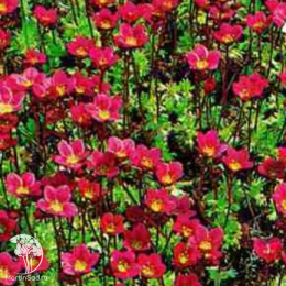 Камнеломка Цветочный ковер