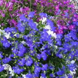 Лобелия каскадная Ривьера Марине Блю