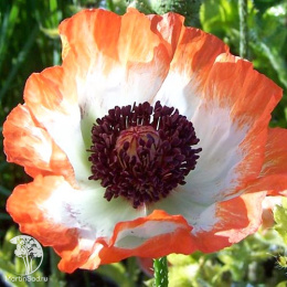 Мак восточный Пикоти