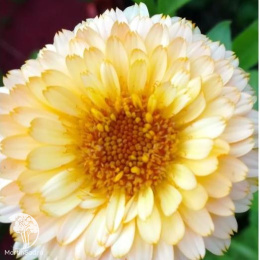 Календула Кремово-белая 