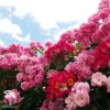 Роза флорибунда Анжела фото 3 