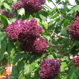 Сирень обыкновенная Радж Капур