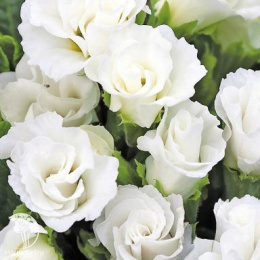 Примула махровая &quot;Тет-А-Тет&quot; Белый Танец F1