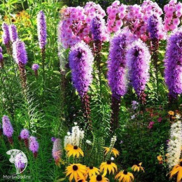 Лиатрис Фламинго