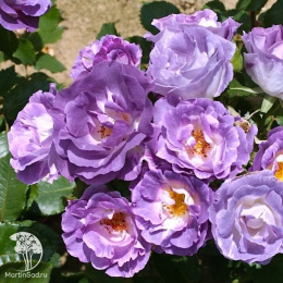 Роза полиантовая Блю фо Ю