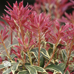 Пиерис Японский Карнавал