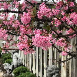 Калина боднантенская