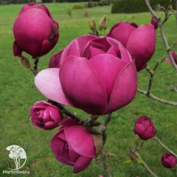 Фото Магнолия Блэк Тулип на штамбе