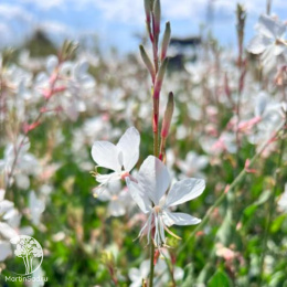 Гаура Линдхаймера Гамбит Уайт