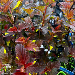 Пузыреплодник калинолистный Саламандра