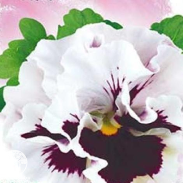 Фото Виола Фламенко белая F1 Виттрока (Анютины глазки) серия Фарао