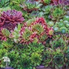 Молодило гибридное фото 3 