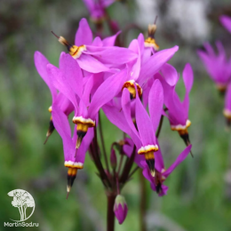 Додекатеон Джефри