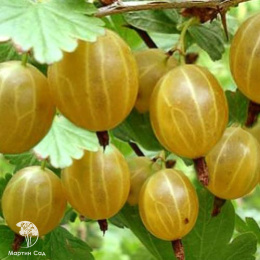 Крыжовник Куршу Дзинтарс