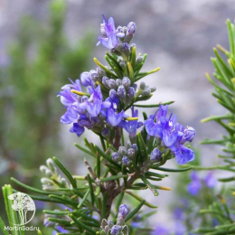 Набор для мяса розмарин лекарственный + шалфей Мерло Блю