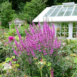 Дербенник прутовидный Дропмор Пёрпл