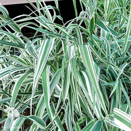 Фалярис тростниковый Пикта