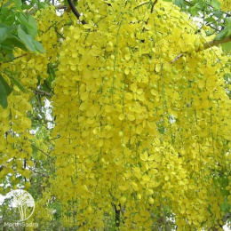 Бобовник анагиролистный