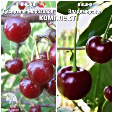 Фото Сверхвыгодный комплект! Вишня Десертная Морозовой + опылитель Вишня Владимирская