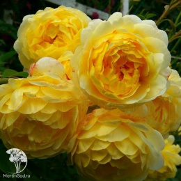 Роза парковая Зе Поэтс Вайф