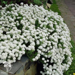 Иберис зонтичный Кенди Кейн Вайт