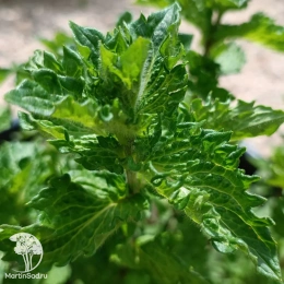 Мята Тимьян