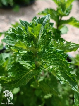 Фото Мята Тимьян