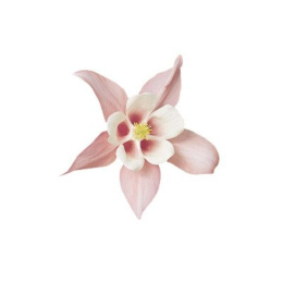 Аквилегия Спринг Меджик Пинк энд Вайт