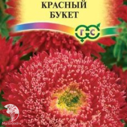 Астра Красный Букет, однолетняя,