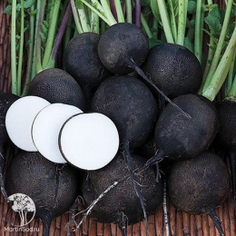 Редька Зимняя круглая чёрная серия 1+1