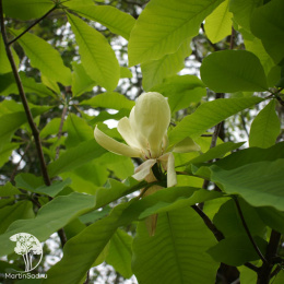 Магнолия трёхлепестная