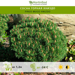  Сосна горная Хниздо