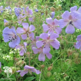 Герань луговая