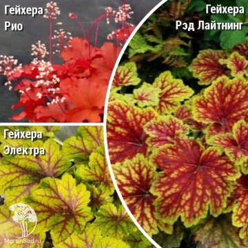 Фото Сверхвыгодный микс! Гейхера Рио + Гейхера Рэд Лайтинг + Гейхера Электра