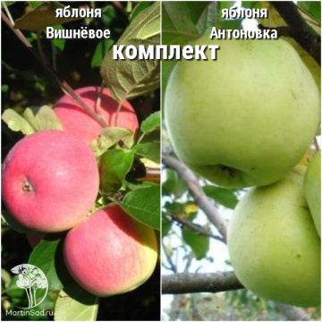 Фото Сверхвыгодный комплект! Яблоня Вишнёвое + опылитель яблоня Антоновка