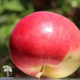 Яблоня Супер Прекос