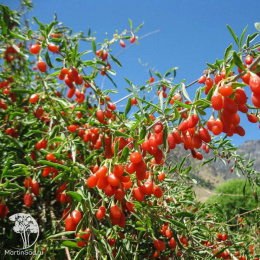 Дереза китайская Ягоды Годжи