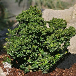 Падуб японский остролистный Дварф Пагода