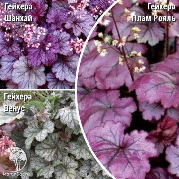 Фото Сверхвыгодный микс! Гейхера Плам Рояль + Гейхера Шанхай + Гейхера Венус