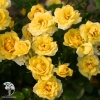 Роза полиантовая Еллоу Фейри фото 1 