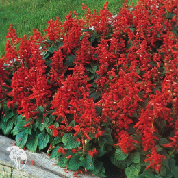 Сальвия Магический огонь