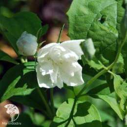 Чубушник гибридный Жемчуг