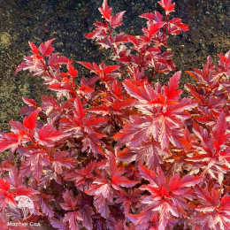 Пузыреплодник калинолистный Мефисто