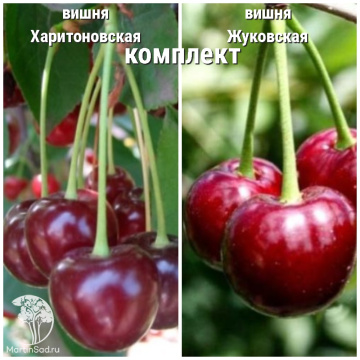 Фото Сверхвыгодный комплект! Вишня Харитоновская + опылитель Вишня Жуковская (дюк)