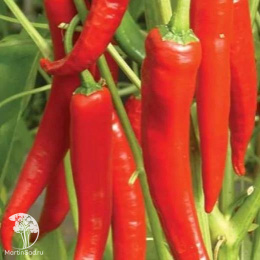 Перец острый Огненный дракон +Саламандра  автор. серия Дуэт