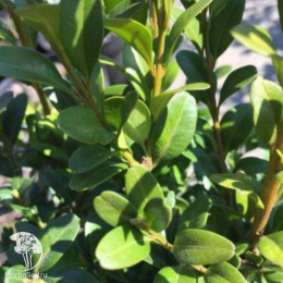 Самшит вечнозеленый Кула